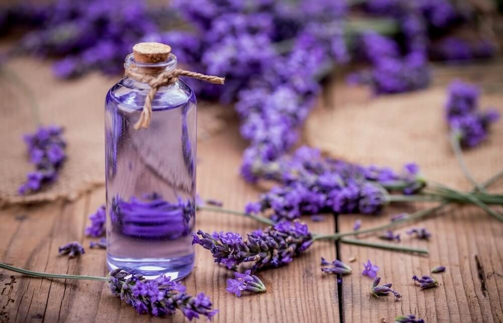 Lavender – A Scent of Freshness